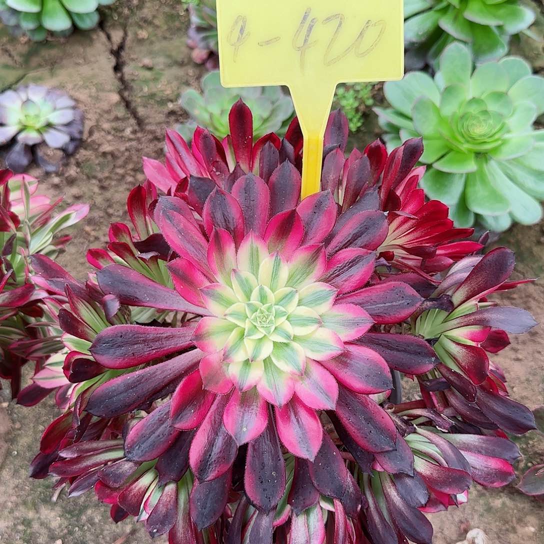 4-420---天河多头多肉