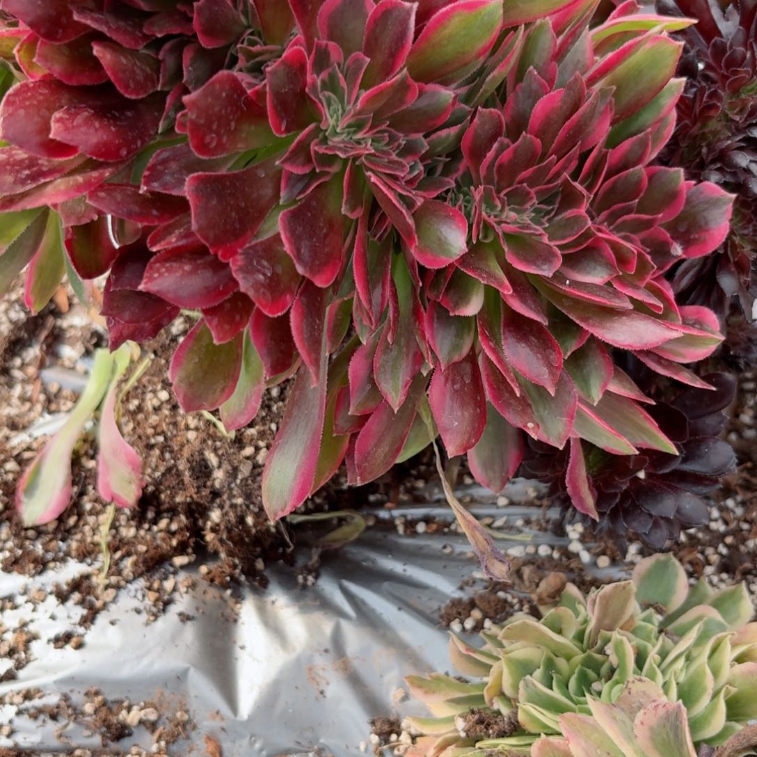 我8385 号多肉法师新年特价女郎