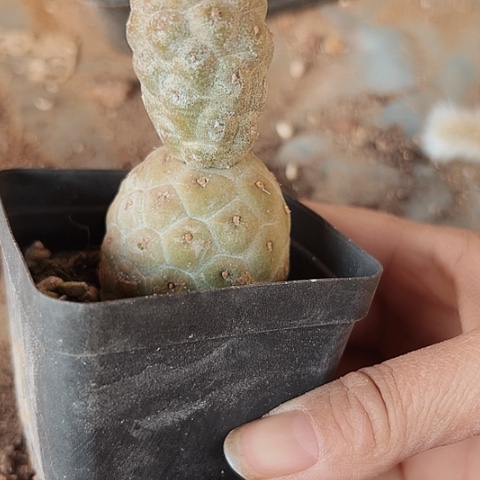 2781自根习志野的一