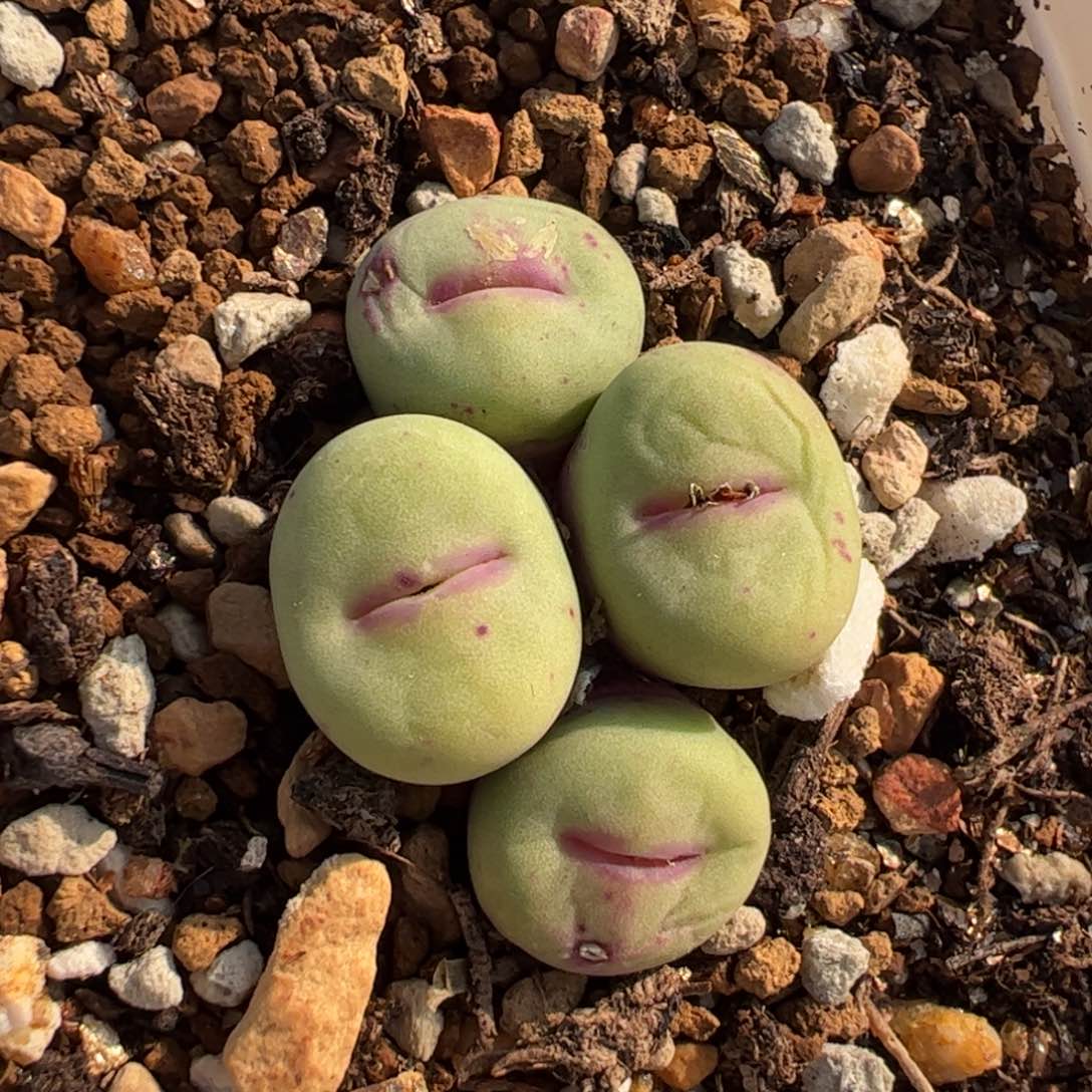 442多肉植物组合