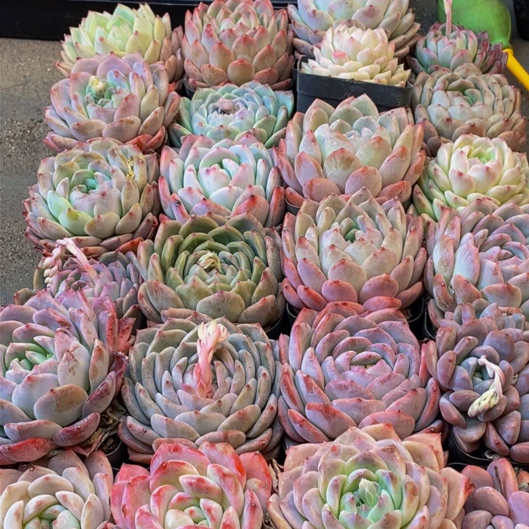 676的人和我一起看电影