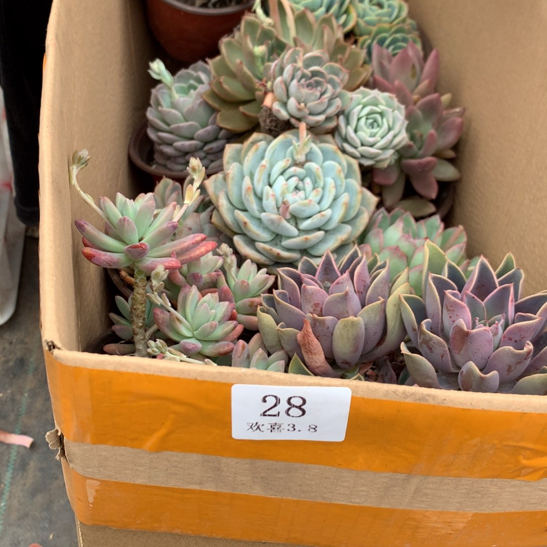 28一箱十棵不重复