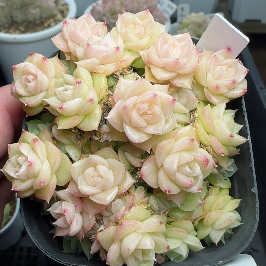 0215-156优选麦秆