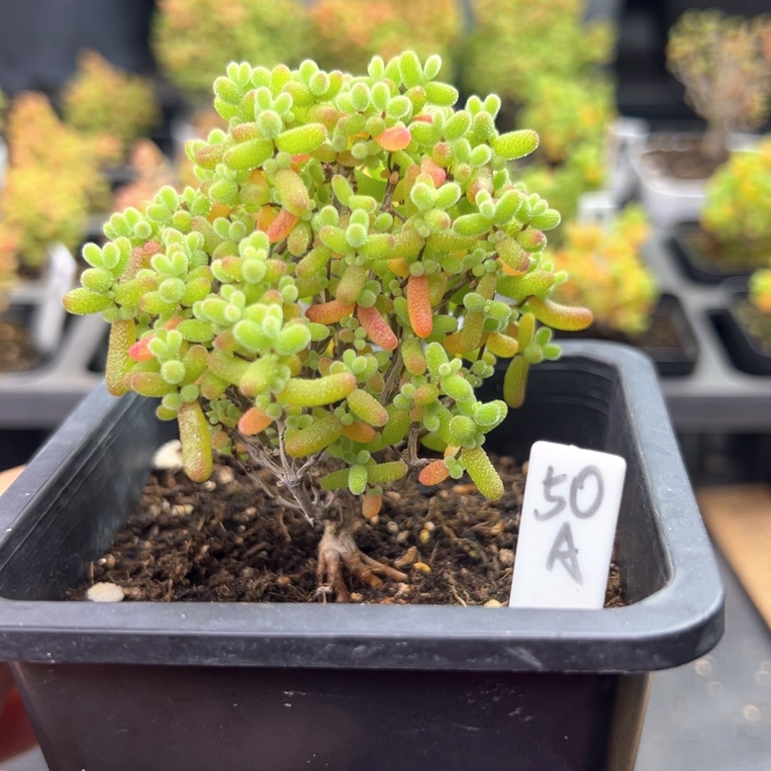 金桔蘑菇头50号10厘米盆