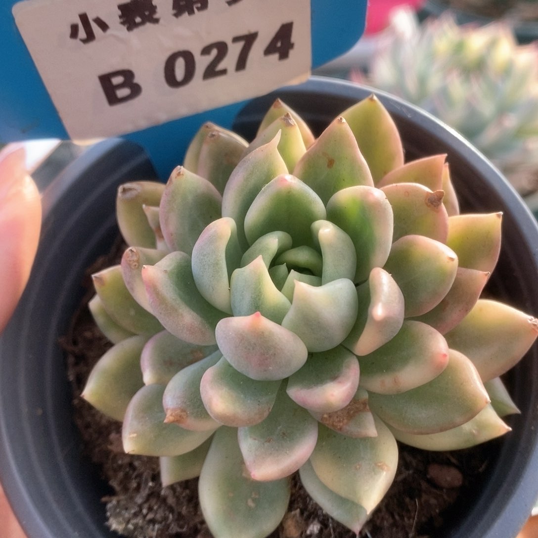 274东云杂锦锦锦锦锦锦