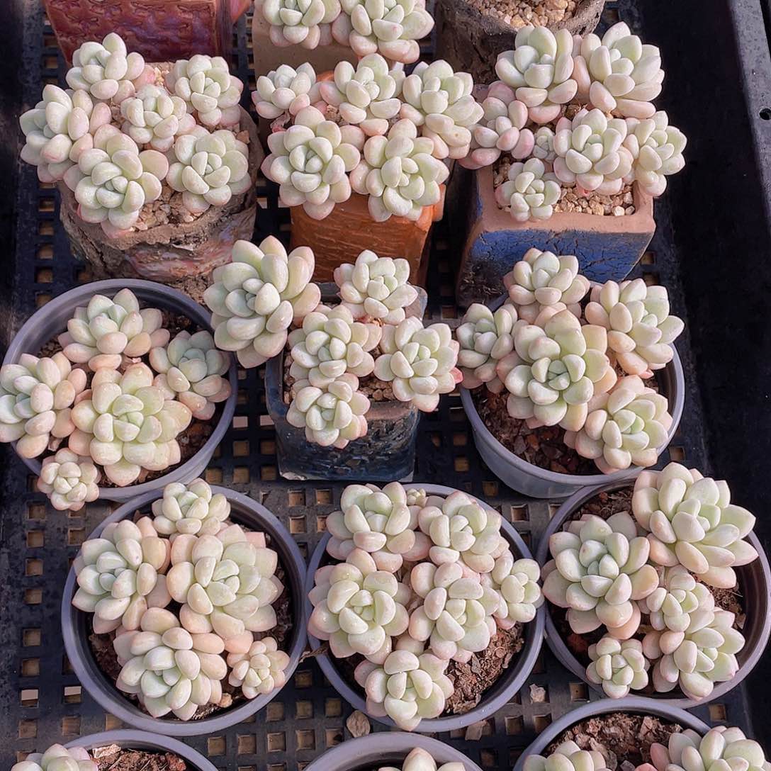 量拍125号 泡泡糖大群生五头起一个