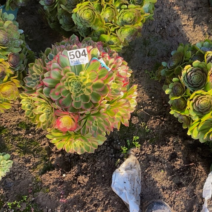 海王花花27-12花花花