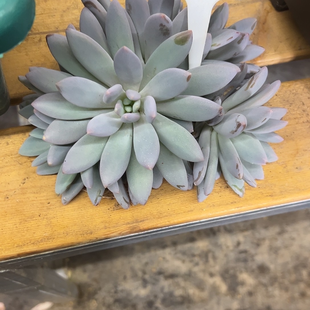 打***死615橙龙。 多肉。     