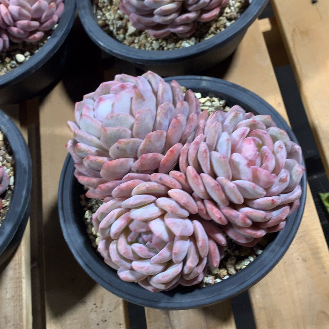 多肉植物多肉植物