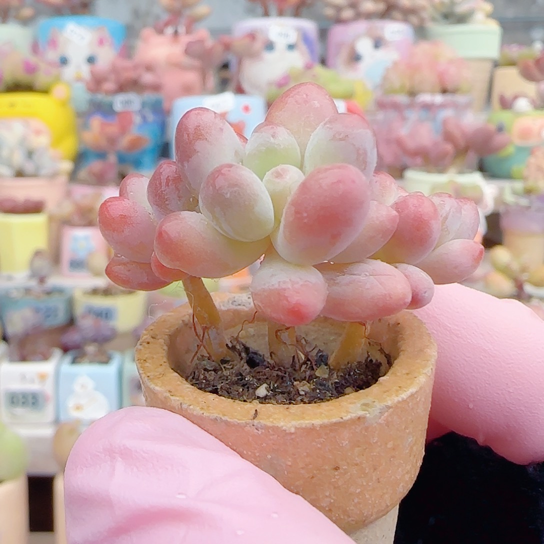 L 小樱花奶 盆口2.5cm