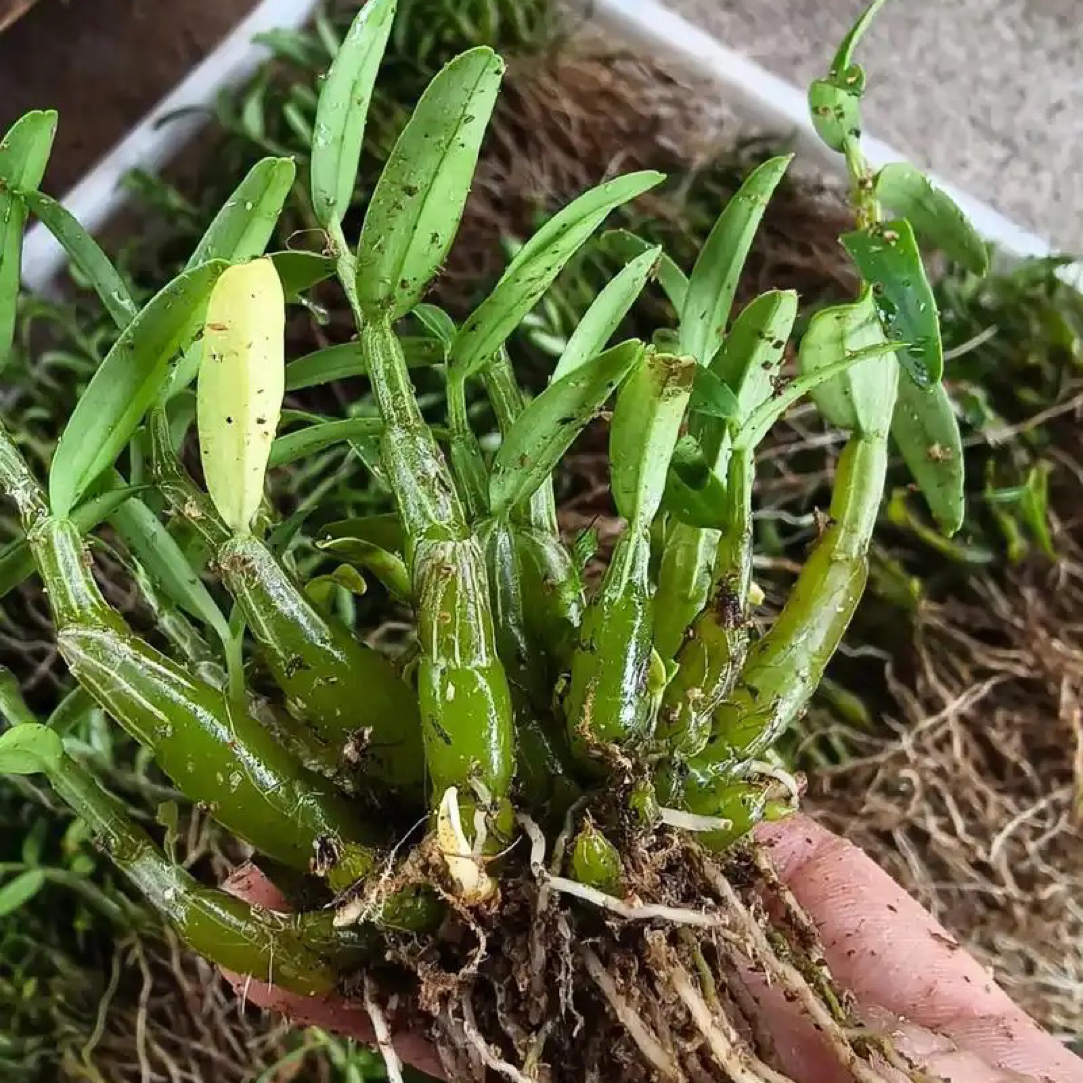 正宗米斛种植盆栽边养边吃米斛苗