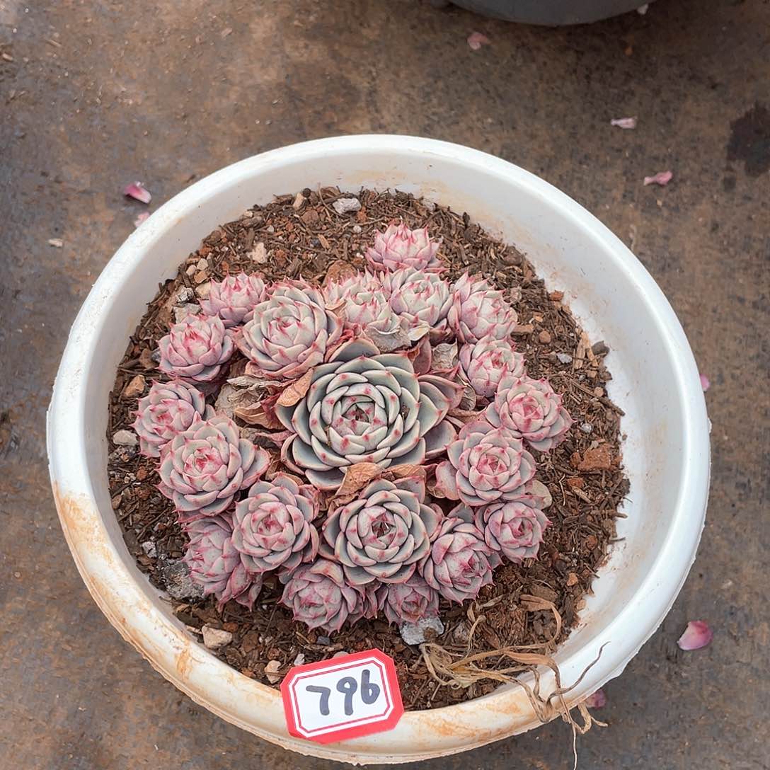 796笨吧一物一拍多肉