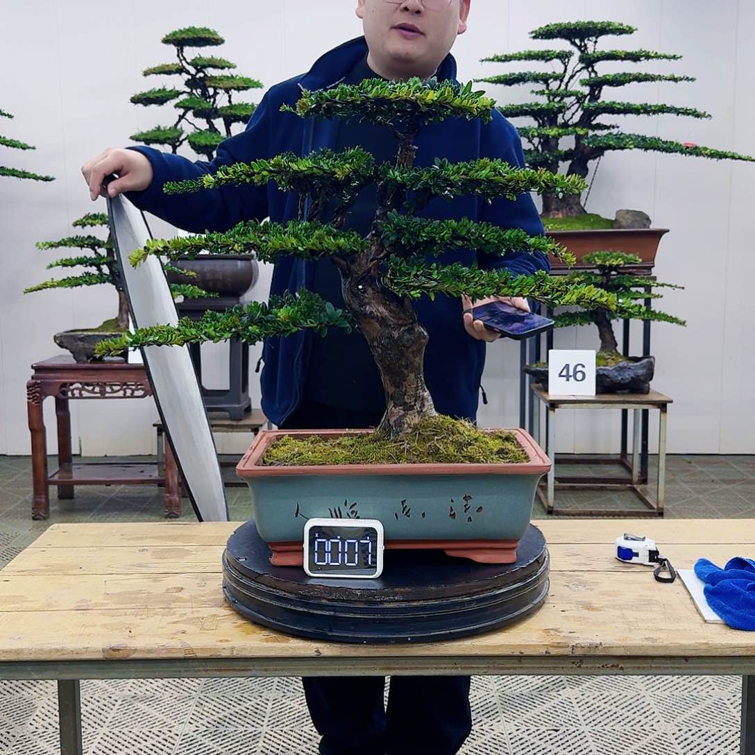 盆景珍珠红芽罗汉松盆景