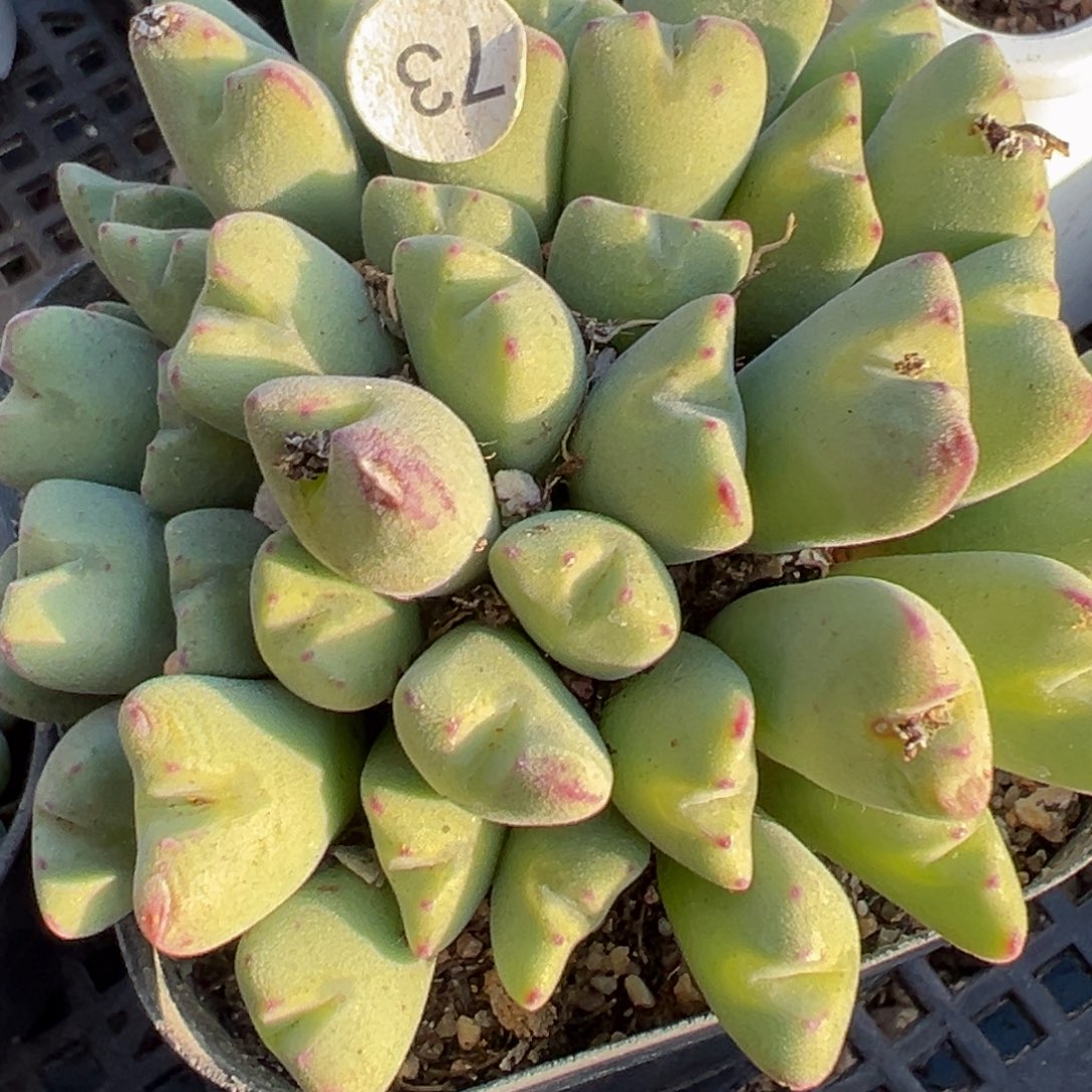 多肉植物111111111111111