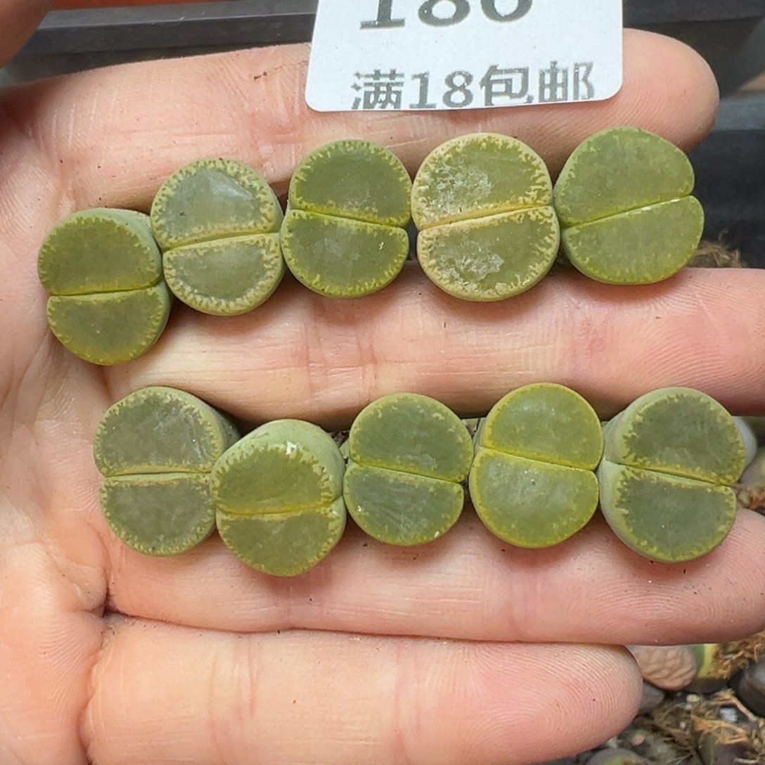 【闪购商品】186。       