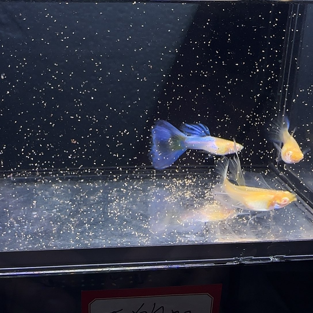 孔雀鱼天使彩虹绒球三条