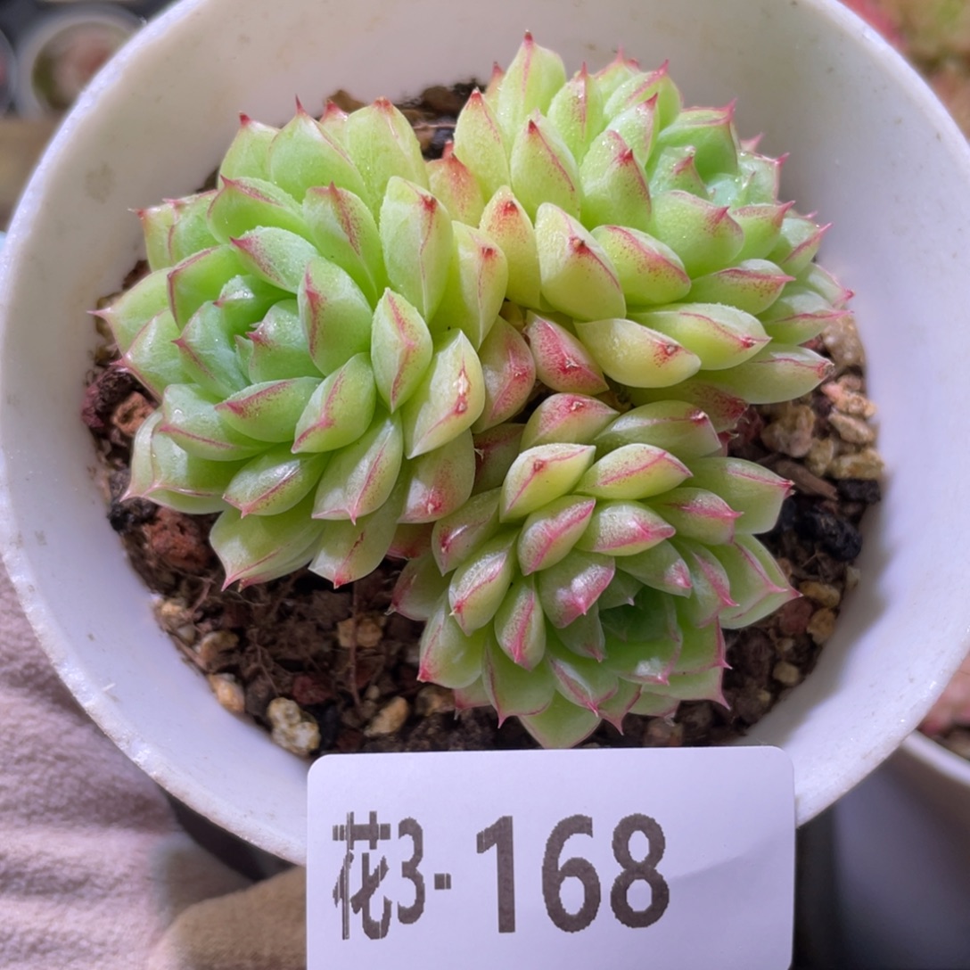 花利美3-168女王玫瑰
