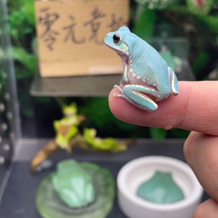 小****老爷树蛙1号加热包