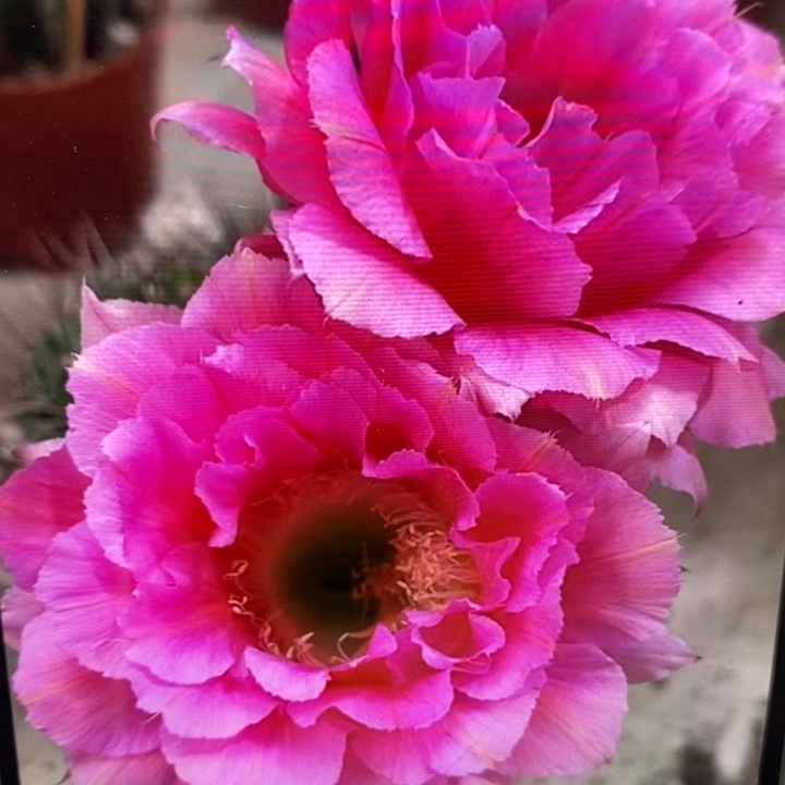 香香85号7公分左右