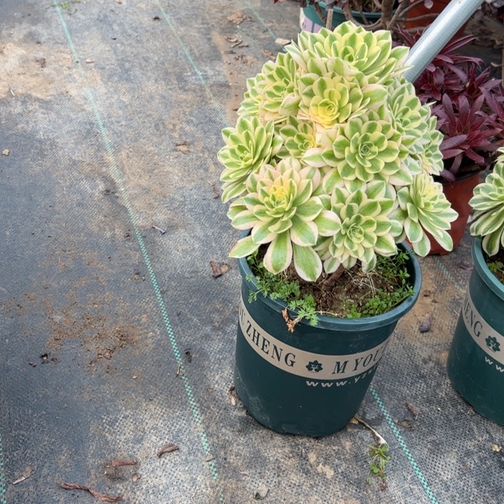 40多肉多肉多肉多肉