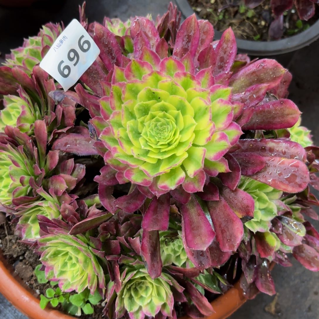 696多肉植物不知名