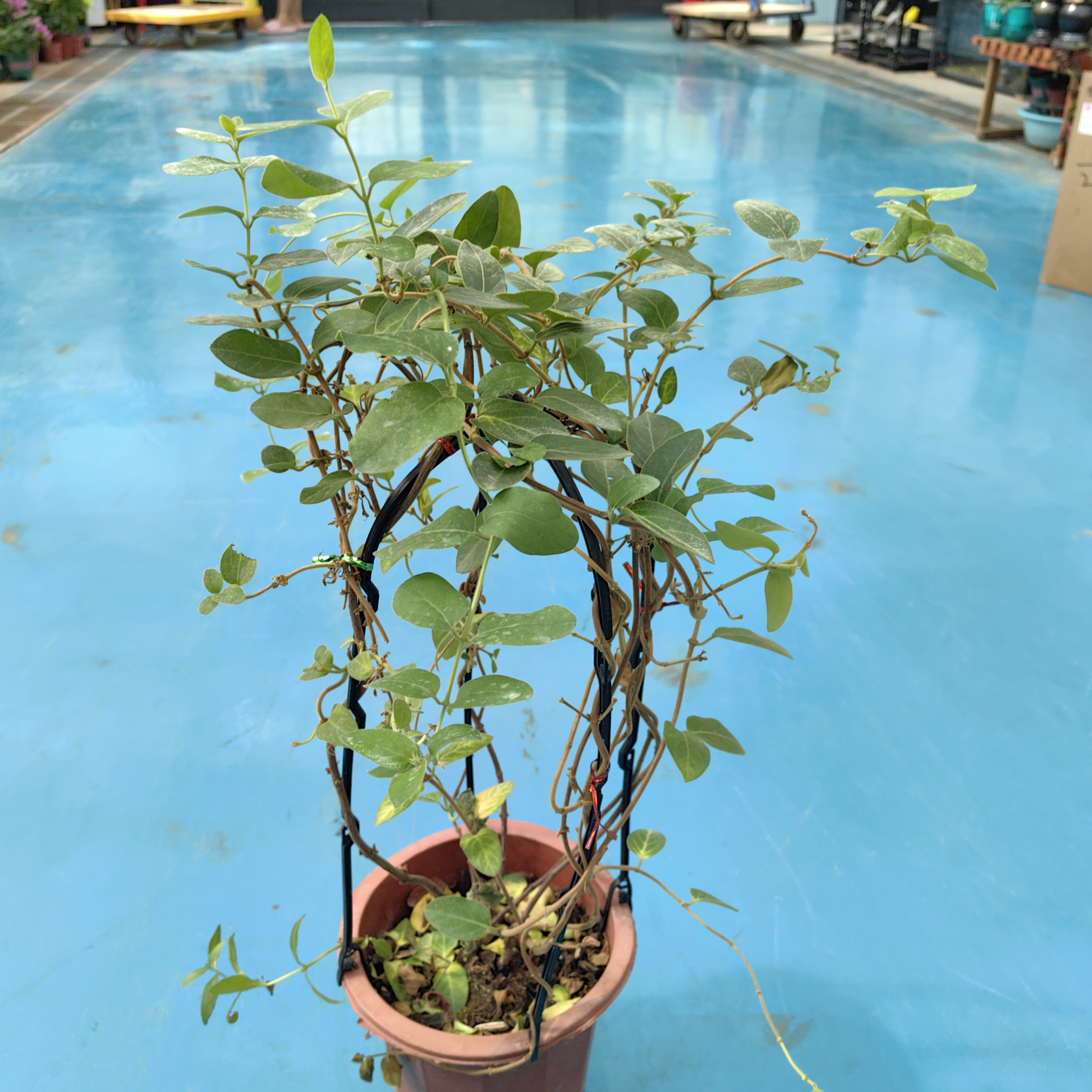 金银花盆栽绿植盆栽室内庭院种植植物金银花树苗