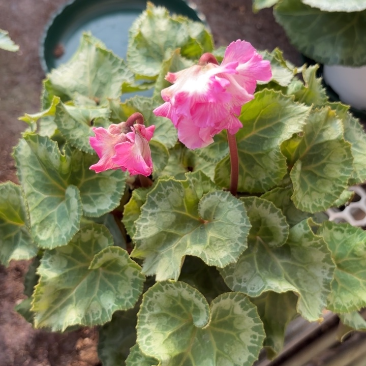 完全开放粉色宴005