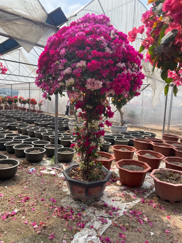 三角梅一物一拍链接