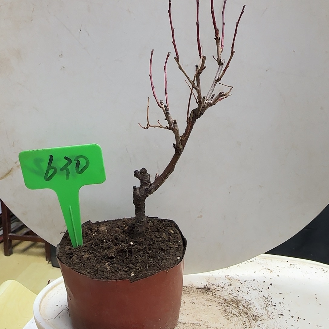 十***二无花朵樱花带盆包邮