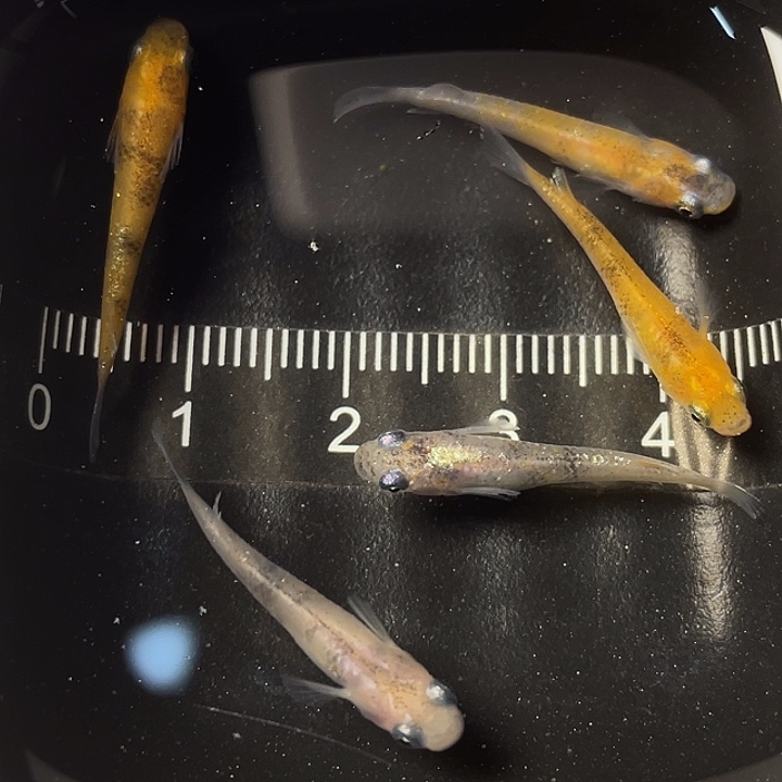 青鳉鱼醒狮5条，013号，满15包邮，可叠单