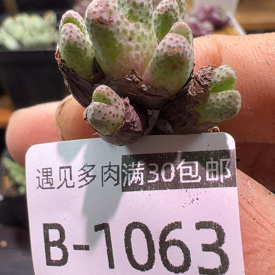 多肉植物1111111111111