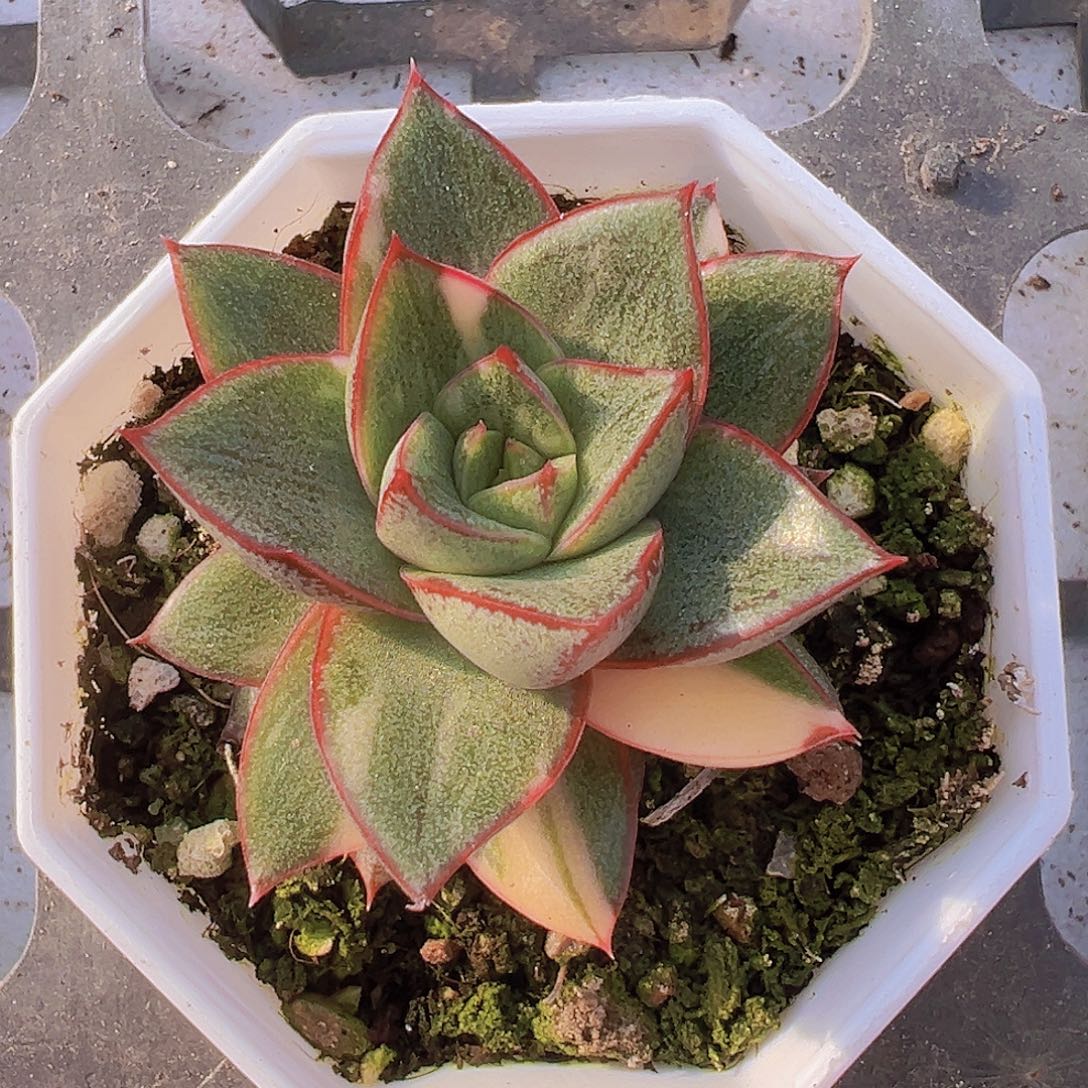 麒麟座锦19包邮多肉