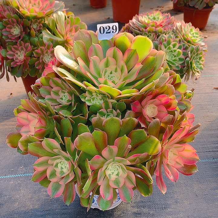 法师香妃02900000