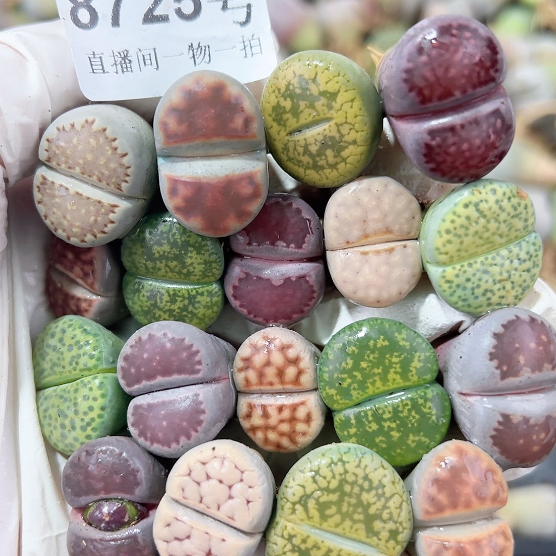 8725 好养易活生石花大母本18个