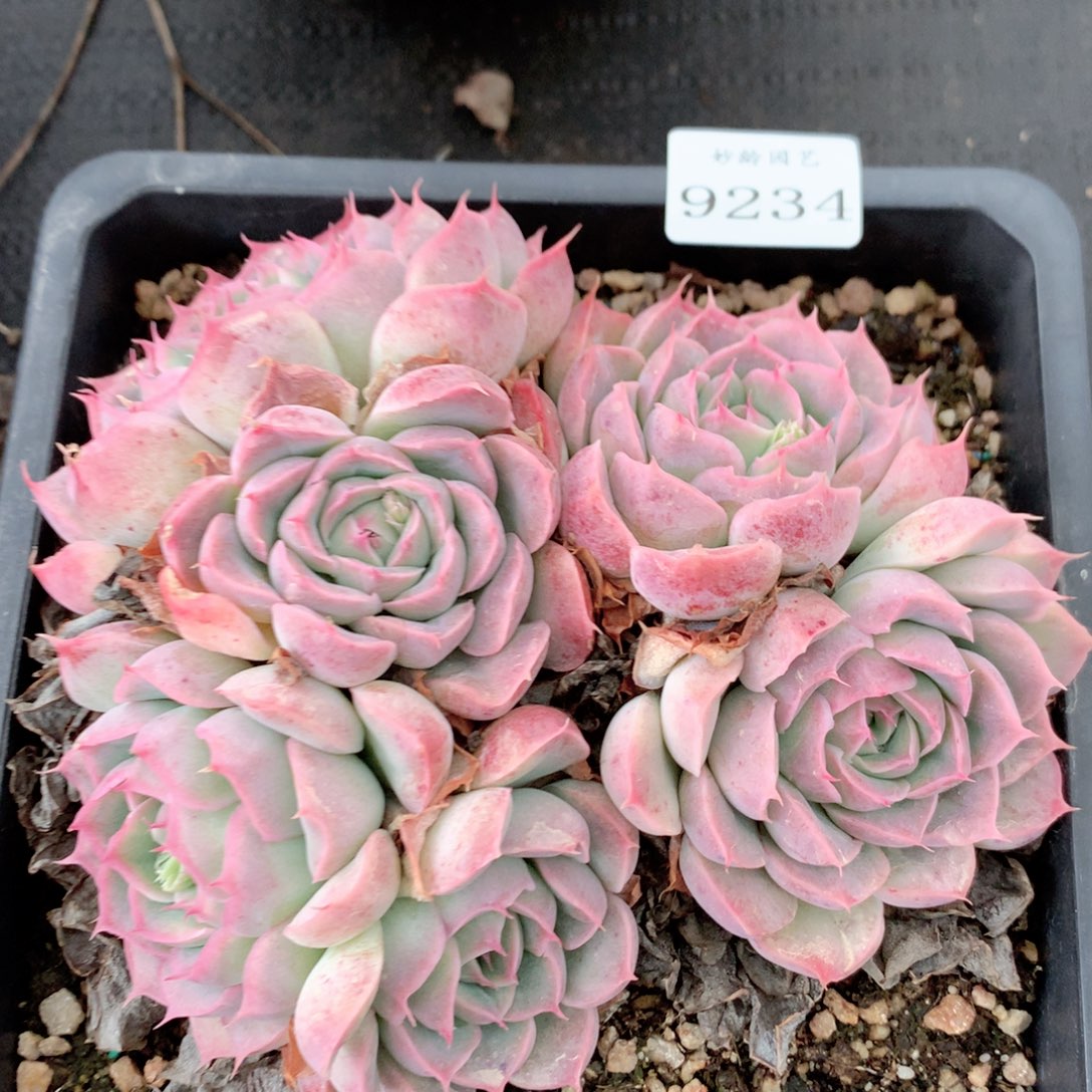 9234新年快乐发发发