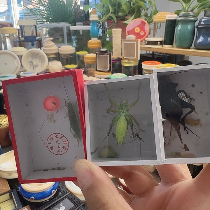 随***便中长绿金钟➕扎嘴➕2油6666