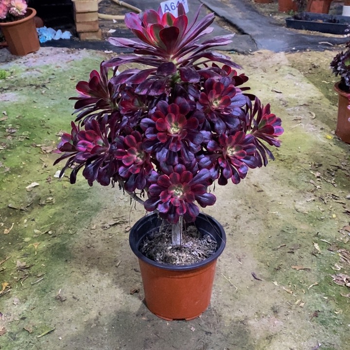 丽娜多肉植物644