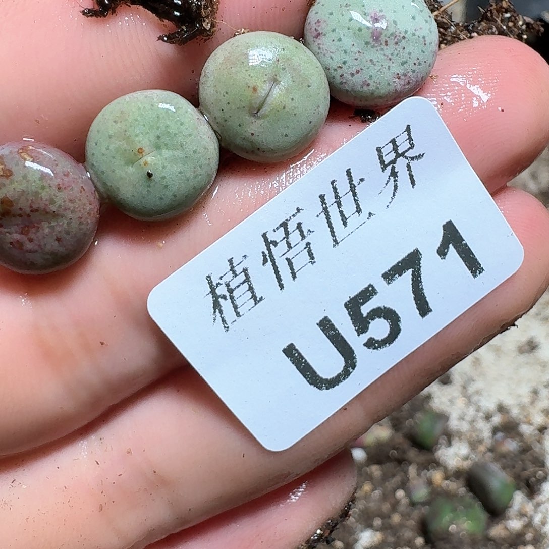 571号多肉植物哇c