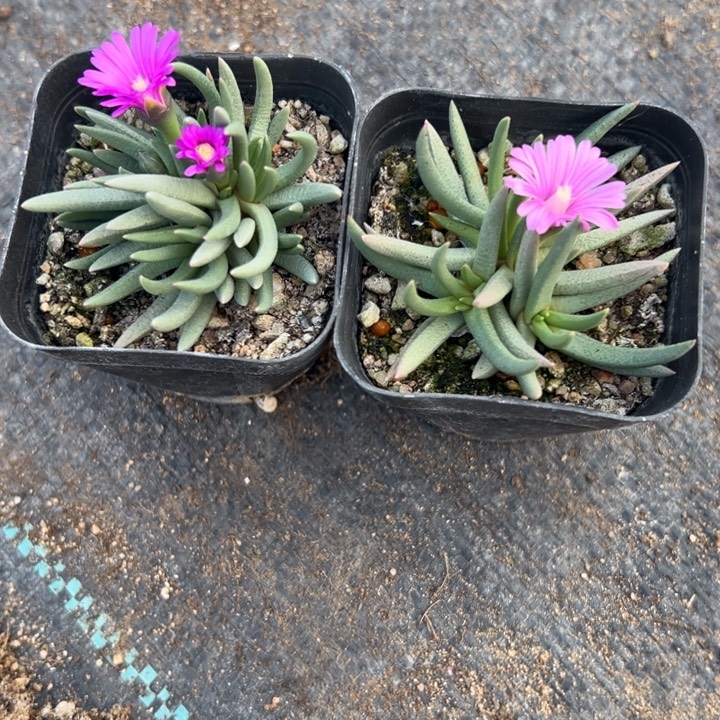 两颗美杜莎，一物一拍