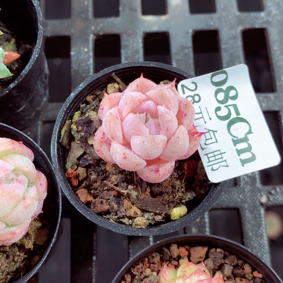 5厘米盆精控多肉085