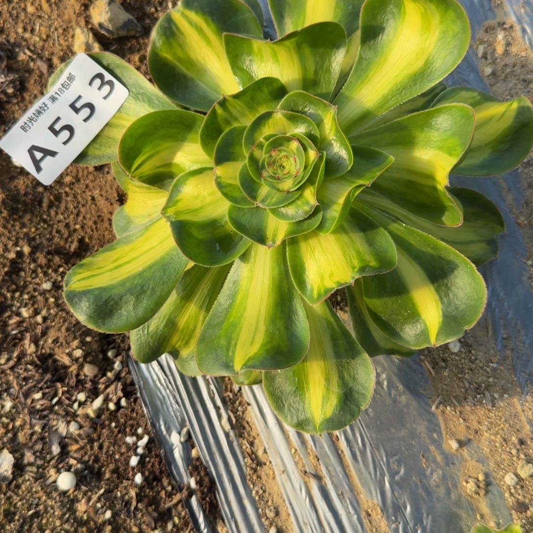 553暴君。多肉植物