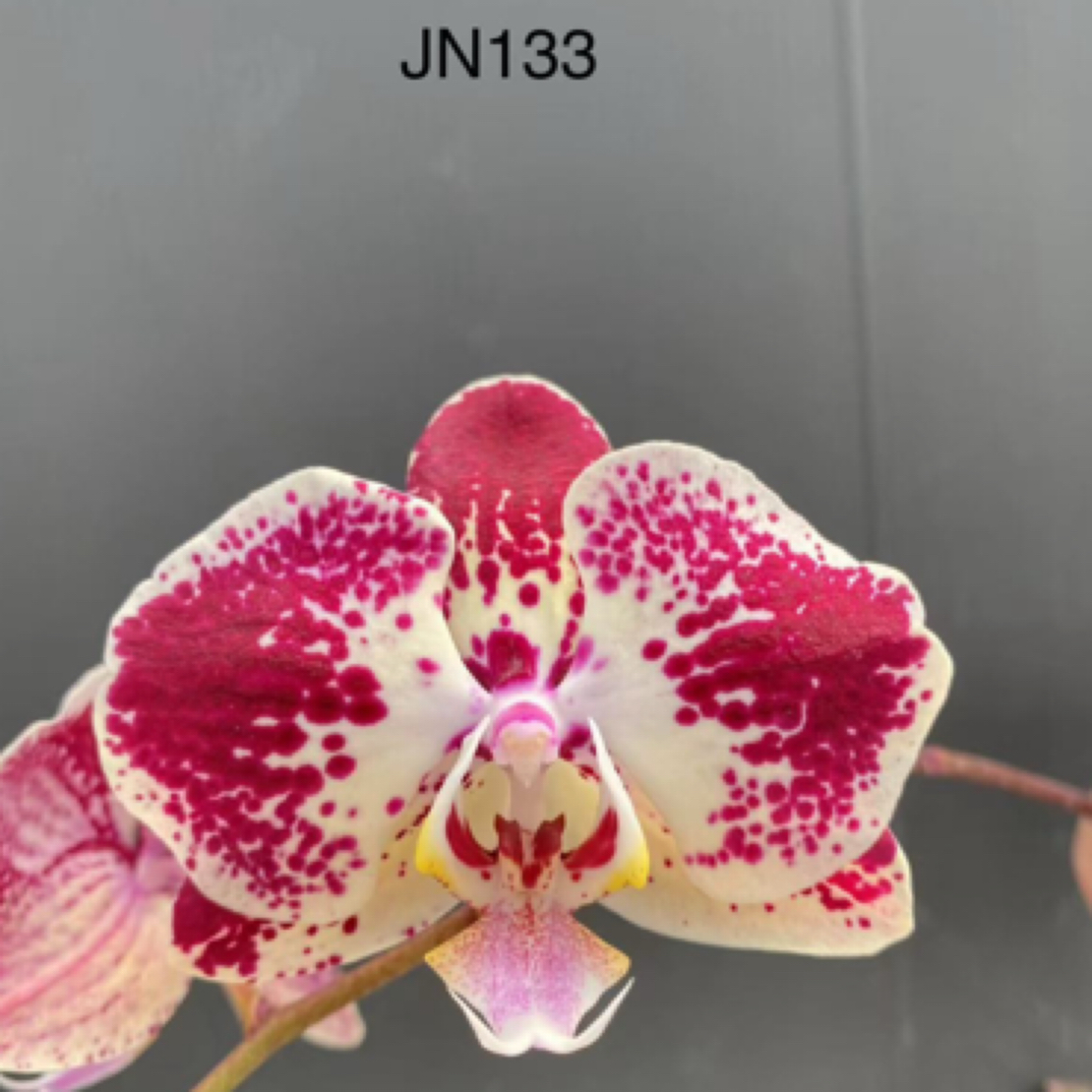 新品未上市 鼎汉JN133 3.5寸苗 包对版
