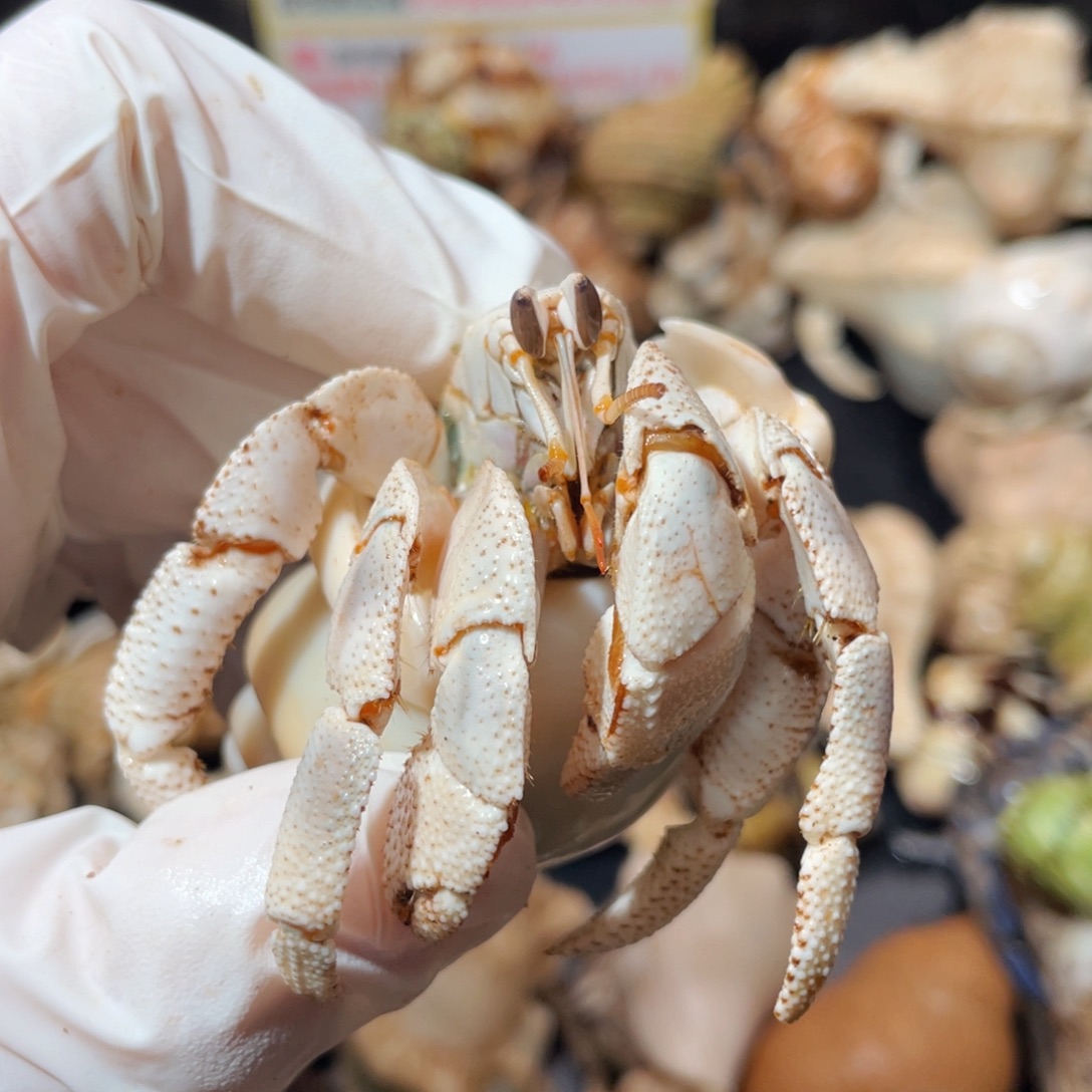 蜗居异宠寄居蟹0129红海大肥！