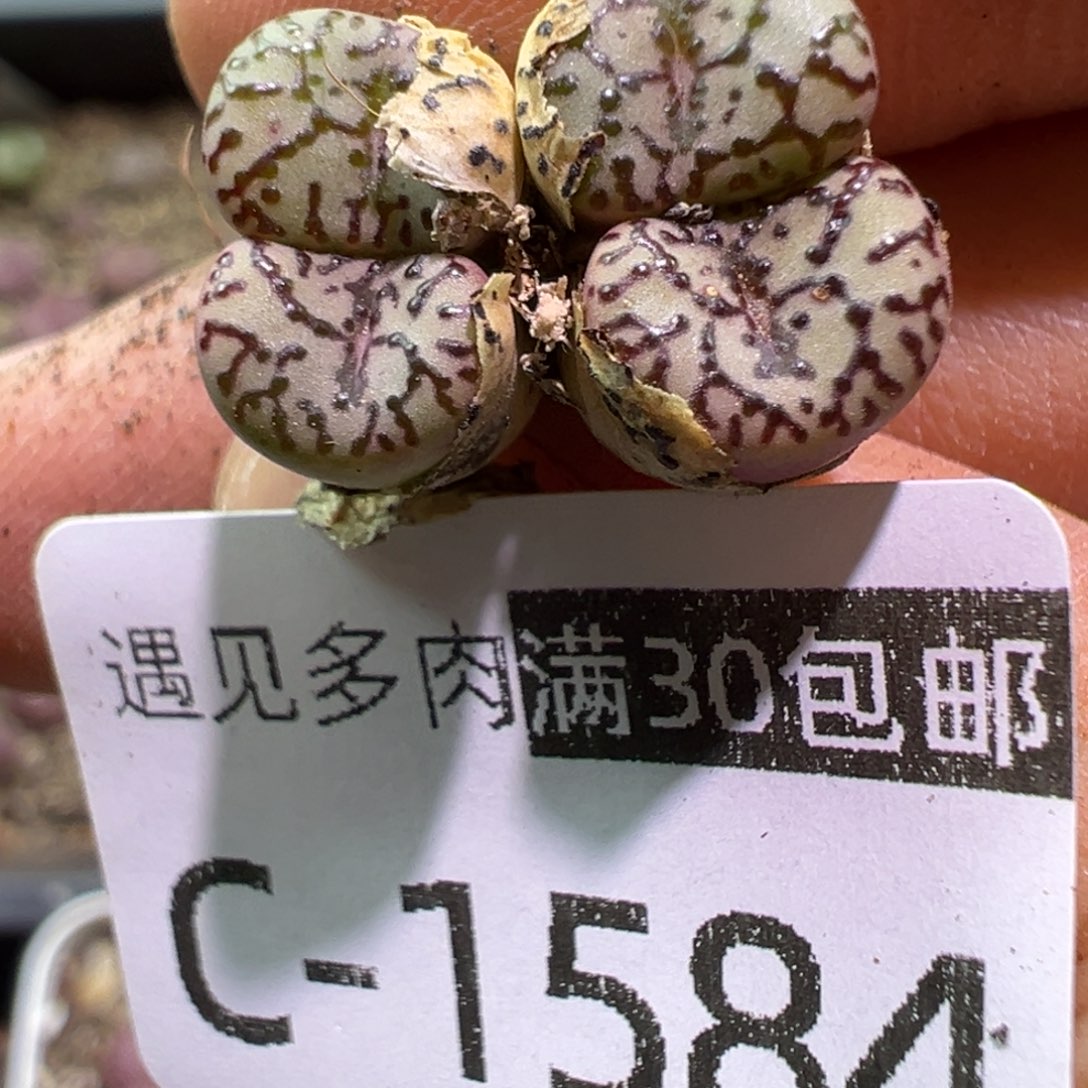 多肉植物11111111111