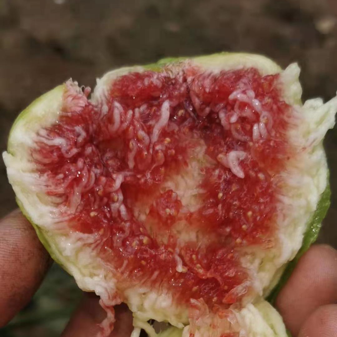 斯特拉无花果鲜果绿皮红肉蜜甜树熟无花果顺丰包邮