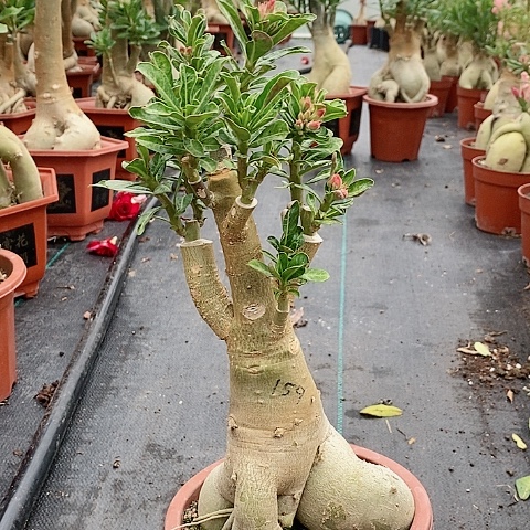 【闪购商品】无花朵$****%