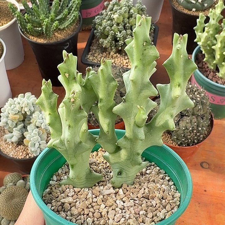 白珊瑚仙人球123