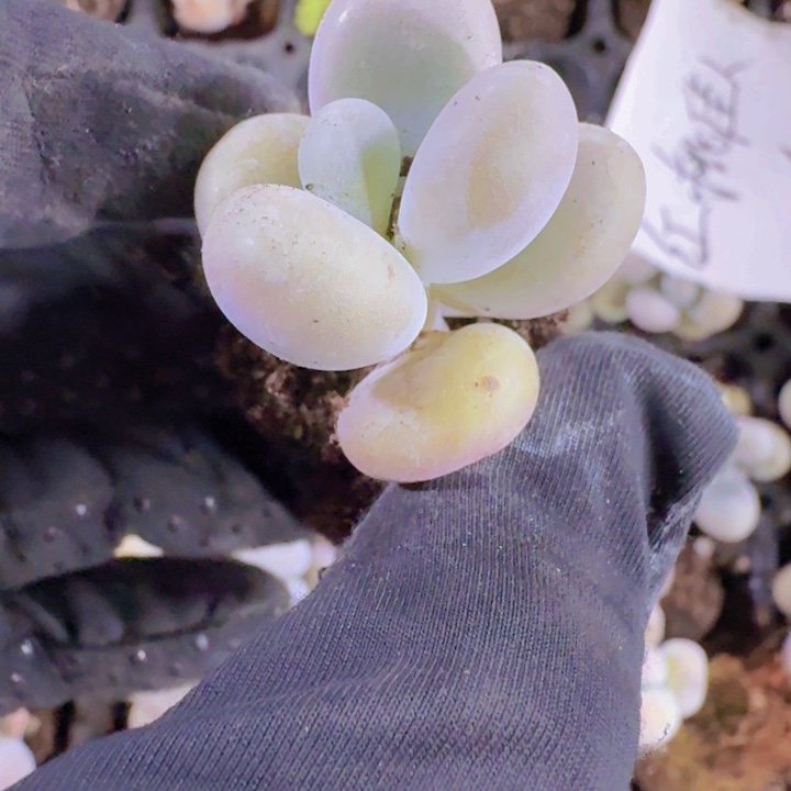 奶油奶酪量拍两颗