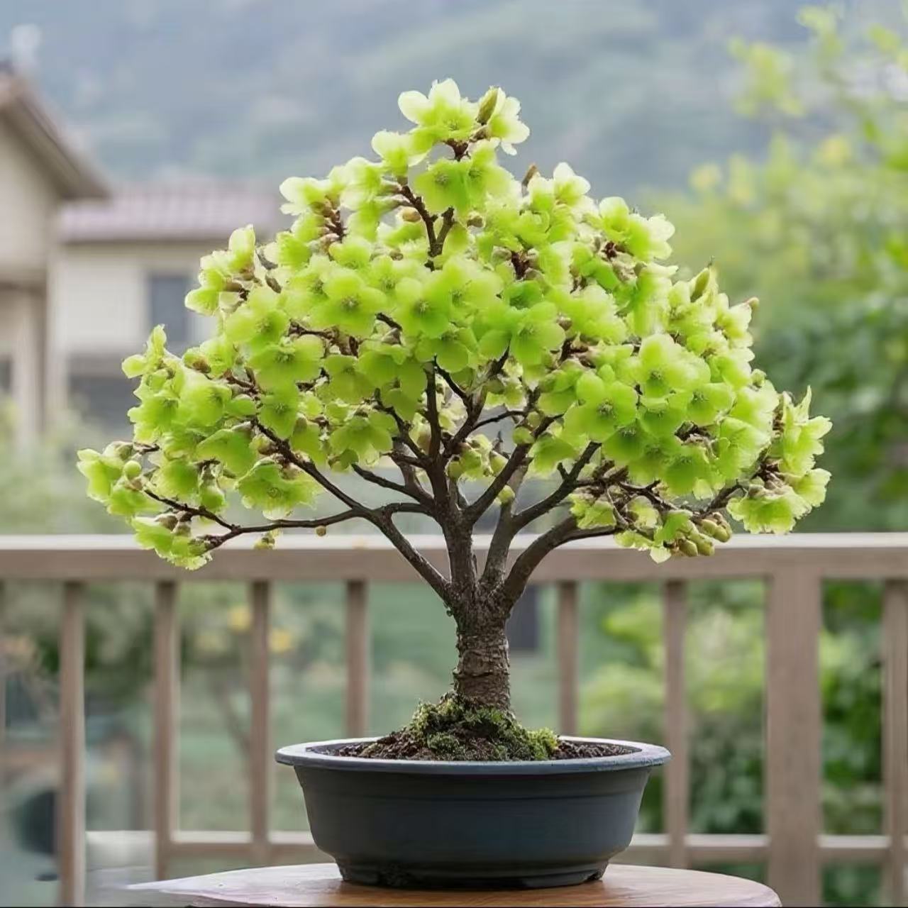 耐寒梅花树苗花卉浓香型腊梅红梅绿植盆栽室内外南北阳台庭院好养