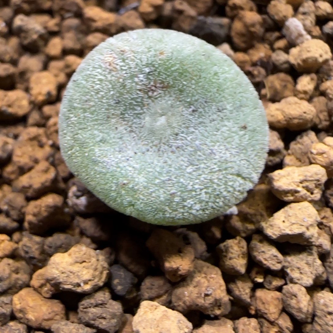 11.28.毛饼.9003尺寸1.2cm